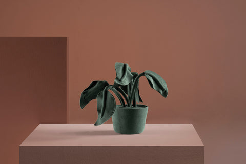 Brazilian flora through a sophisticated, modern lens; Snake Plant Medium Blue; ALO1-VER