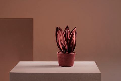 Brazilian flora through a sophisticated, modern lens; Snake Plant Mini Fendi; ESP1-MAR
