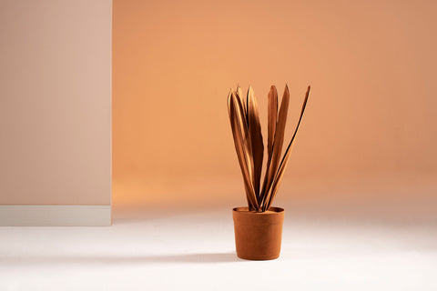 Brazilian flora through a sophisticated, modern lens; Snake Plant Medium Blue; ESP8-TER