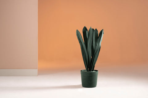Brazilian flora through a sophisticated, modern lens; Snake Plant Medium Blue; ESP8-VER