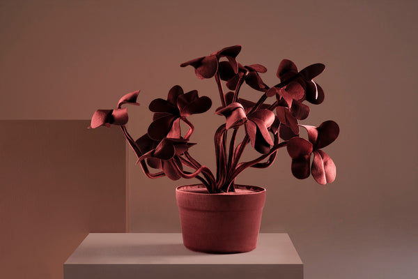 Brazilian flora through a sophisticated, modern lens; Snake Plant Medium Blue; TRV5-MAR