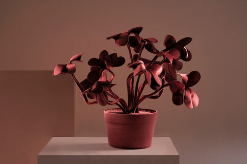 Brazilian flora through a sophisticated, modern lens; Snake Plant Medium Blue; TRV5-MAR